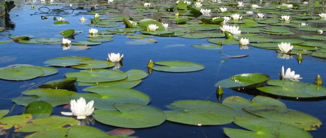 Lake with water lilies